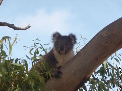 Koala au cape Otway
